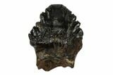 Fossil Nodosaur Tooth - Judith River Formation #183575-1